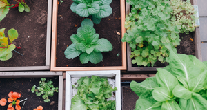 The Zero-Waste Garden: Sustainable Practices for Every Season